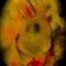 DSCN0137.JPG