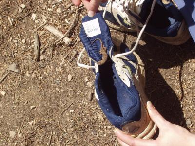 Shoe Lizard