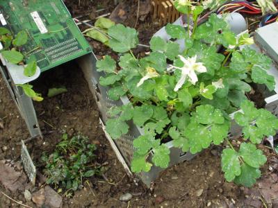 Comp Planter 3.JPG