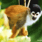 squirrel_monkey.gif