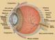 eye.jpeg