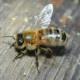 bee.jpeg
