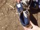 Shoe Lizard