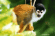 squirrel_monkey.gif