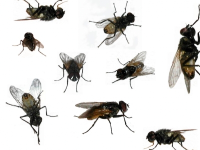 flies.jpg