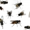 flies.jpg