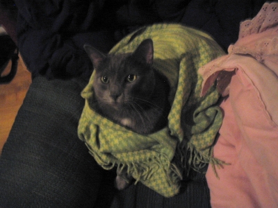 scarfedcat.jpg