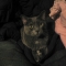 cat.jpg