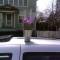 zeee plant on my car.