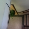 Steve, the hanging plant