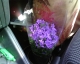 The plant!