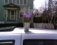 zeee plant on my car.