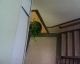 Steve, the hanging plant