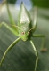katydid.jpg