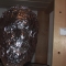 Head and plaque.JPG