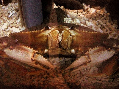 A little crabby, eh? A little crabby, eh?