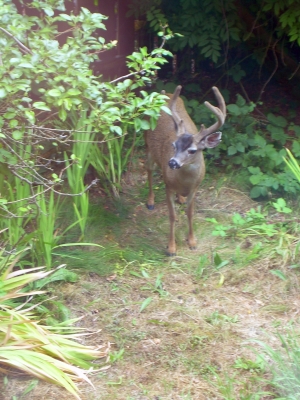 backyard buddy 2.jpg