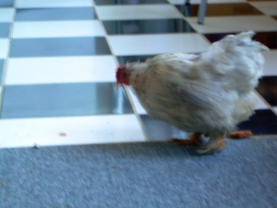 country kitchen.jpg country kitchen.jpg