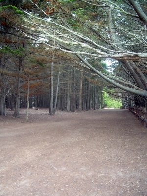 the trail to beach.jpg