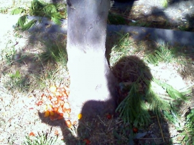 tomato tree.jpg
