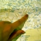 Intended route