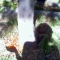tomato tree.jpg