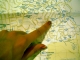 Intended route