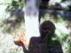 tomato tree.jpg tomato tree.jpg