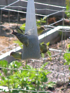 Finches Finches