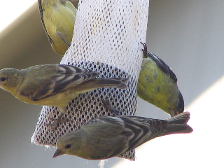 Goldfinches Goldfinches