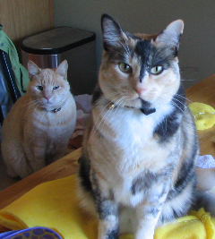 Kitties Kitties