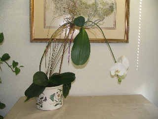 Phalaenopsis Phalaenopsis