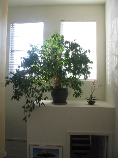 Ficus Ficus