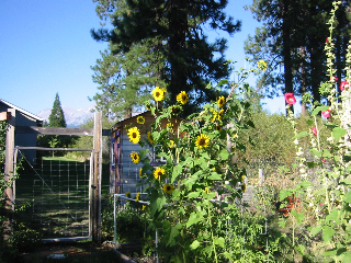 Sunflowers Sunflowers