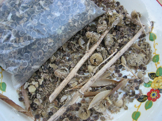 Stems and Seeds