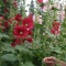 Hollyhocks Hollyhocks