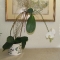 Phalaenopsis