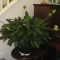 Spathophyllum