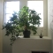 Ficus