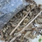 Stems and Seeds