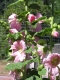Big blossoms!