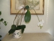 Phalaenopsis
