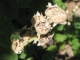 Seed pods close up