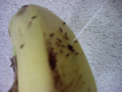 The Fruit Fly Party Pad!