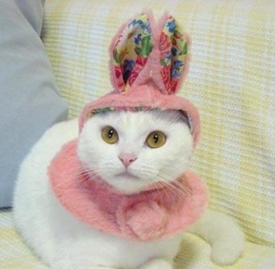 i%20fooled%20you,%20i%27m%20not%20abunny,%20just%20a%20cute%20cat.jpg