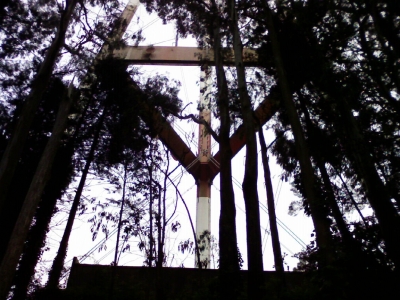 From the Woods From the Woods