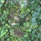 Hole
