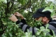 Shrub