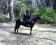horsecop.jpg