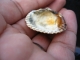 The Shell